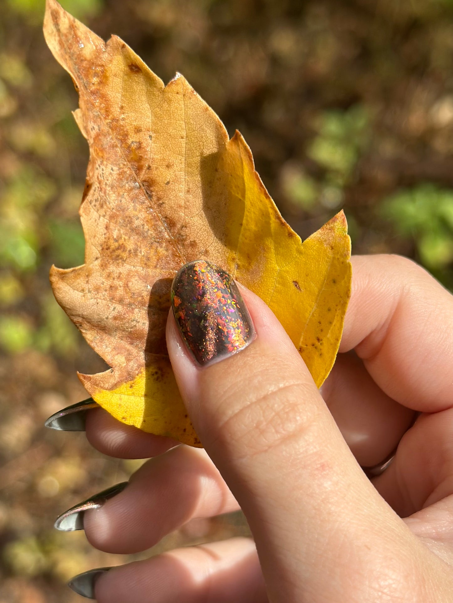 The Crunchiest Fall Leaf