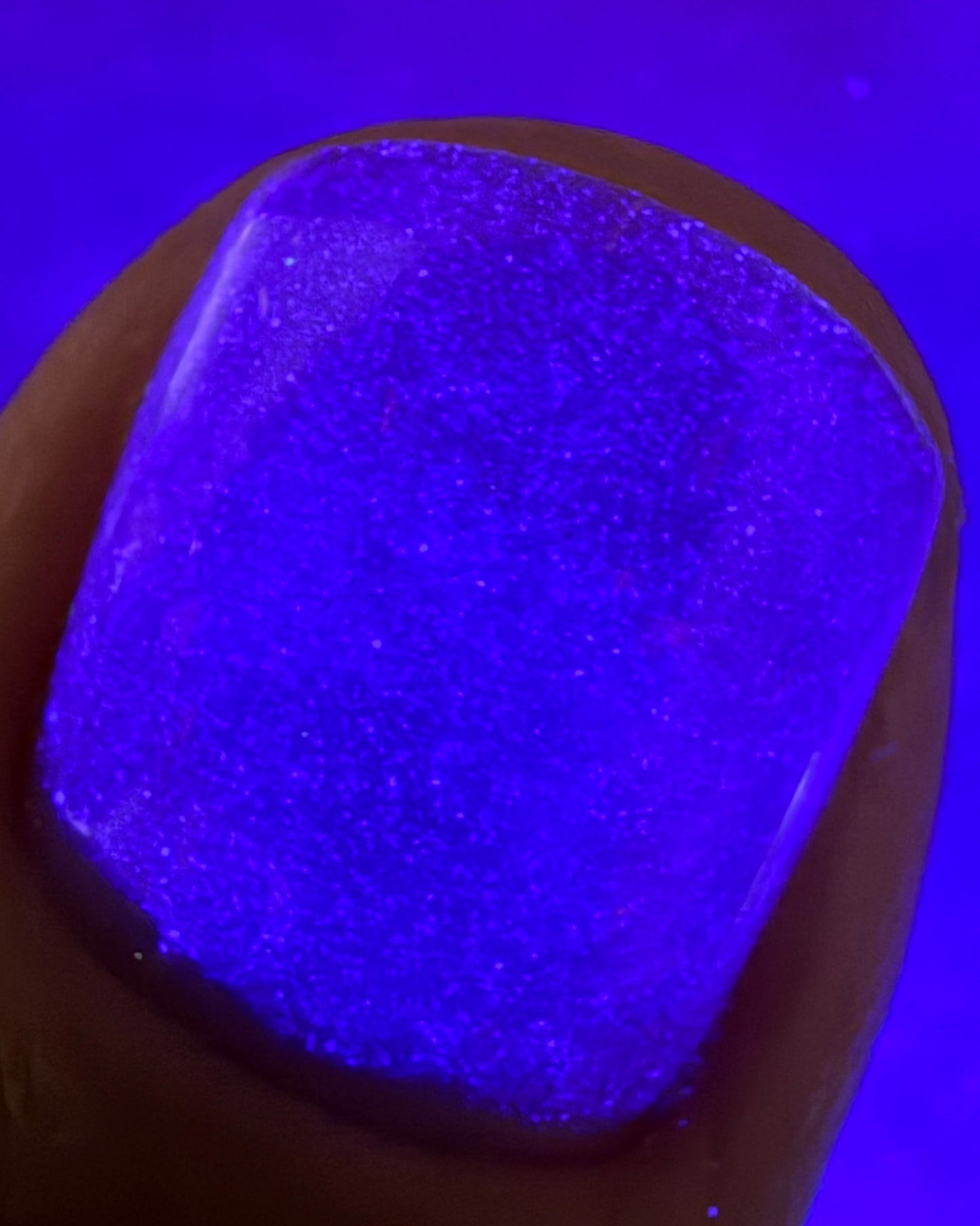 Carnations in Bloom